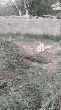 السلام عليكم
#ادمن وافق يرحم والديك الله يرزقك
الي عنده خشب للبيع  اشتري مكصوص او ما  مكصوص اي نوعيه من الخشب نشتري قلنطوز توث غرب حمضيات شعندك ناخذ يابس او أخضر
 عندك اشجار اكبار بالحديقة هم اكصها ورتبها الك 
عندك بستان وتريد تكصه اي شي ما عليك بس تعلق او تتصل او تتفضل خاص اشتري بكميات 
للعلم اني اشتري وابيع والف هلاا
اني فحام وعلى باب الله وهذا رزقنا وإنشاء الله يرزق الجميع 
اخذ بسعر زين الي عنده ينزل التفاصيل المكان الرقم
***********
