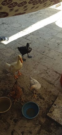 بطوط • بط • فراخ بط • بط للبيع • دويج
