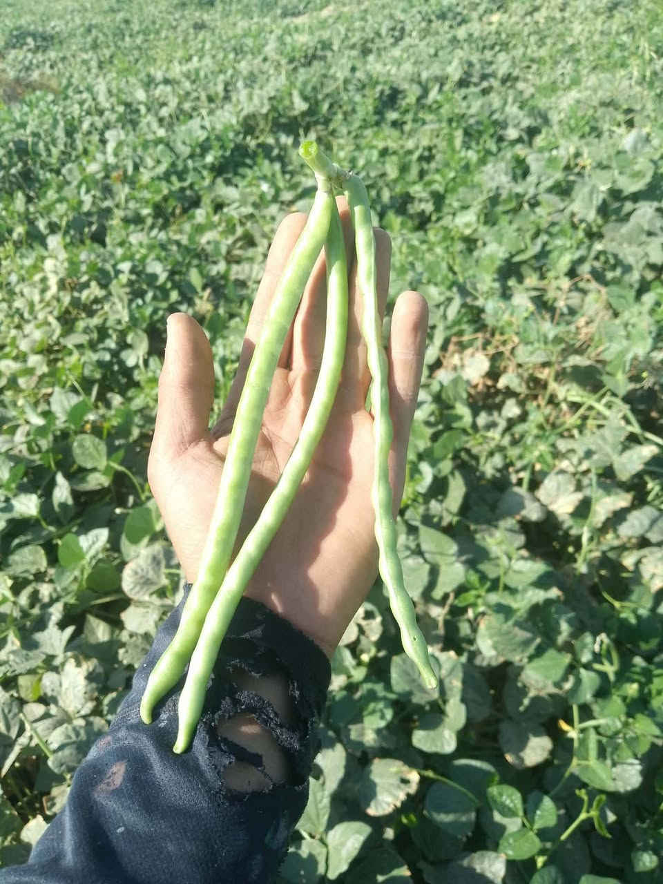 توجد بذور لوبيا رهاول بكميه خير من الله بسعر بلاش لاستفسار تصال ***********
