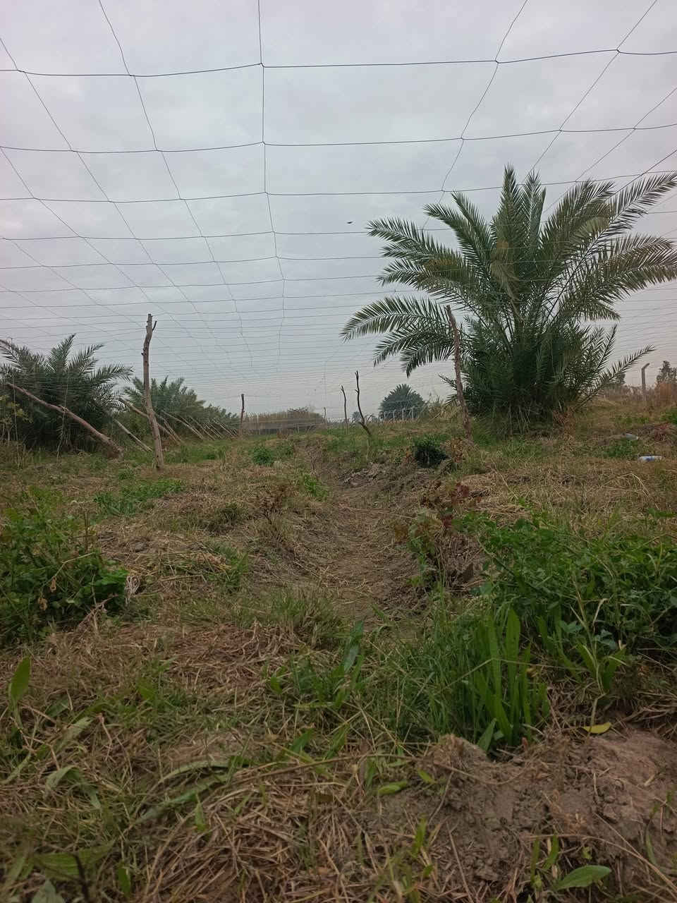 ✅للبيع مزرعه بمساحة دونم واحد
✅المساحة 2500م
✅ الواجهة مايقارب 20م 
✅الموقع قضاء السنية على شارع الشط مباشر
✅خدمات كامله تبليط ماء كهرباء 
✅مزروع حالياً عنب والبعض القليل من النخيل
✅مسيج بسياج بي ار سي
✅موقع زراعي ممتاز جداً 

♦️للاستفسار مراجعة مكتب الضامن للعقار الشارع التجاري مقابل منفذ المعرفه أو الاتصال 📞 
*********** واتساب 
***********
