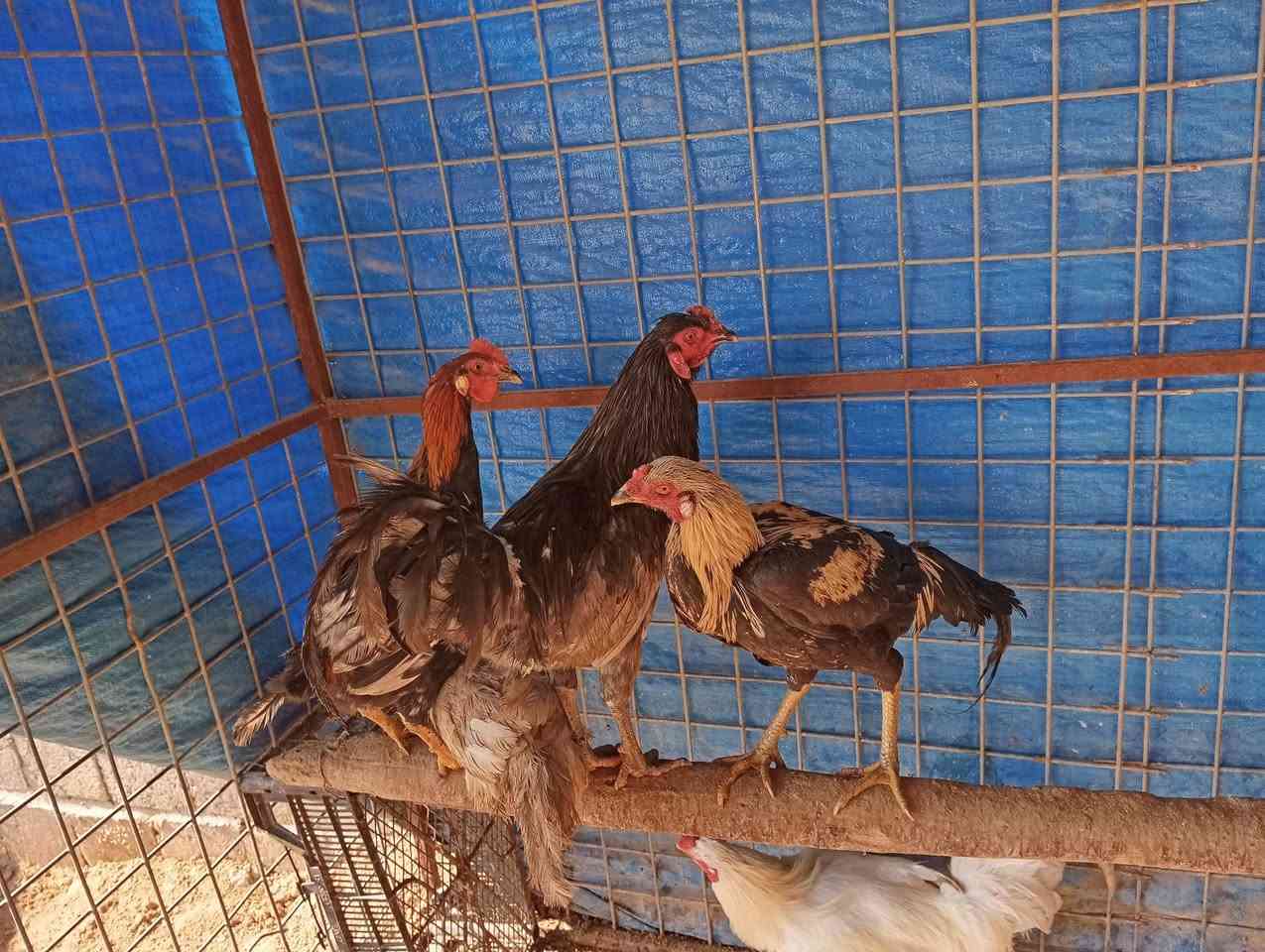 ديوك هراتي وديوك بوطوني وديوك عرب فول فول للبيع ***********
