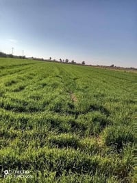 ٥ دوانم طابو سند ٢٥ تحويل ثاني يوم مكان الكاع يم السايلو مي كهرباء الت...