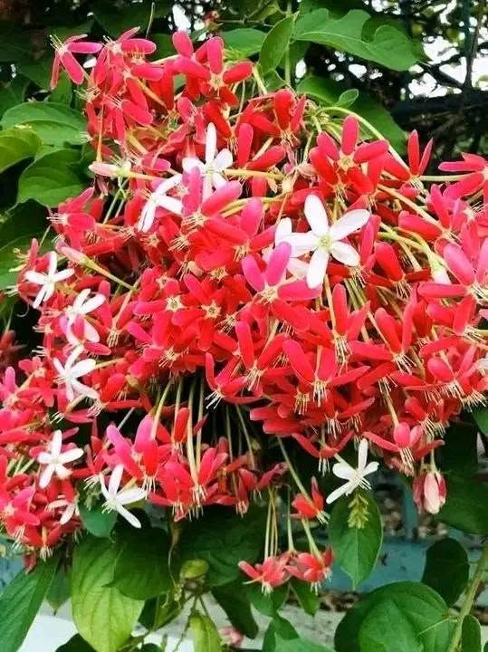 ‏
‏👈اشجار قزمي 🌹👇
‏للحدائق واسطح المنازل والبلكون 
‏
‏🌹 ليمون شهري مكسيكي مقزم وعادي حامل ثمر 
‏🌹مانجا مصرية مقزم وعادي 
‏🌹افوكادو مصرية مقزم وعادي 
‏🌹جوافة مصرية مقزم وعادي 
‏🌹كاكا اسباني مقزم وعادي حامل ثمر 
‏،🌹كستناء تركي مقزم وعادي 
‏🌹شجر شوكولاتة مقزم 
‏🌹بلاك بيري حجم كبير 
‏🌹دراجون فروت التنين حجم كبير 
‏🌹بباي مقزم وعادي 
‏🌹مس فلورا جامبو كوكتيل حامل ثمر 
‏🌹تين جميز مقزم 
‏🌹برتقال ابو صرة ملوكي مقزم وعادي حامل ثمر 
‏🌹كلمنتينا امريكي مقزم وعادي حامل ثمر 
‏🌹قشطة مصرية مقزم وعادي 
‏🌹تين زراقي تركي مقزم وعادي حامل ثمر 
‏🌹بندق تركي مقزم وعادي 
‏🌹ليمون الكافيار حجم  كبير
‏🌹دوالي زيني بلدي حلواني دراويشي 
‏🌹كرز احمر عناب شامي مقزم وعادي 
‏🌹مشمش مستكاوي حامل ثمر 
‏🌹دراق جميع الانواع حامل ثمر 
‏🌹خوخ جميع الانواع حامل ثمر 
‏🌹زيتون اسباني مقزم اربكينا 
‏🌹زيتون بلدي رومي مطعم 
‏🌹زيتون نبالي محسن
‏
‏للاستفسار التواصل على الرقم 0776989864  التوصيل مجاني لباب بيتك جميع المحافضات 
‏عندك ارض وحاب تستصلحها وتزرعها احنا بنزرعلك اياها 
‏🌹مختصون بتنسيق الحدائق والمزارع  وزراعة الأحواض وتأمين 🌹التربة الحمراء وتقليم وتركيب الاشجار تسميد ورش المبيدات والكشف مجاني
‏


**إذا كنت صاحب هذا الإعلان وتريد حذفه لأي سبب، رجاءا أرسل رسالة إلى الدعم الفني**