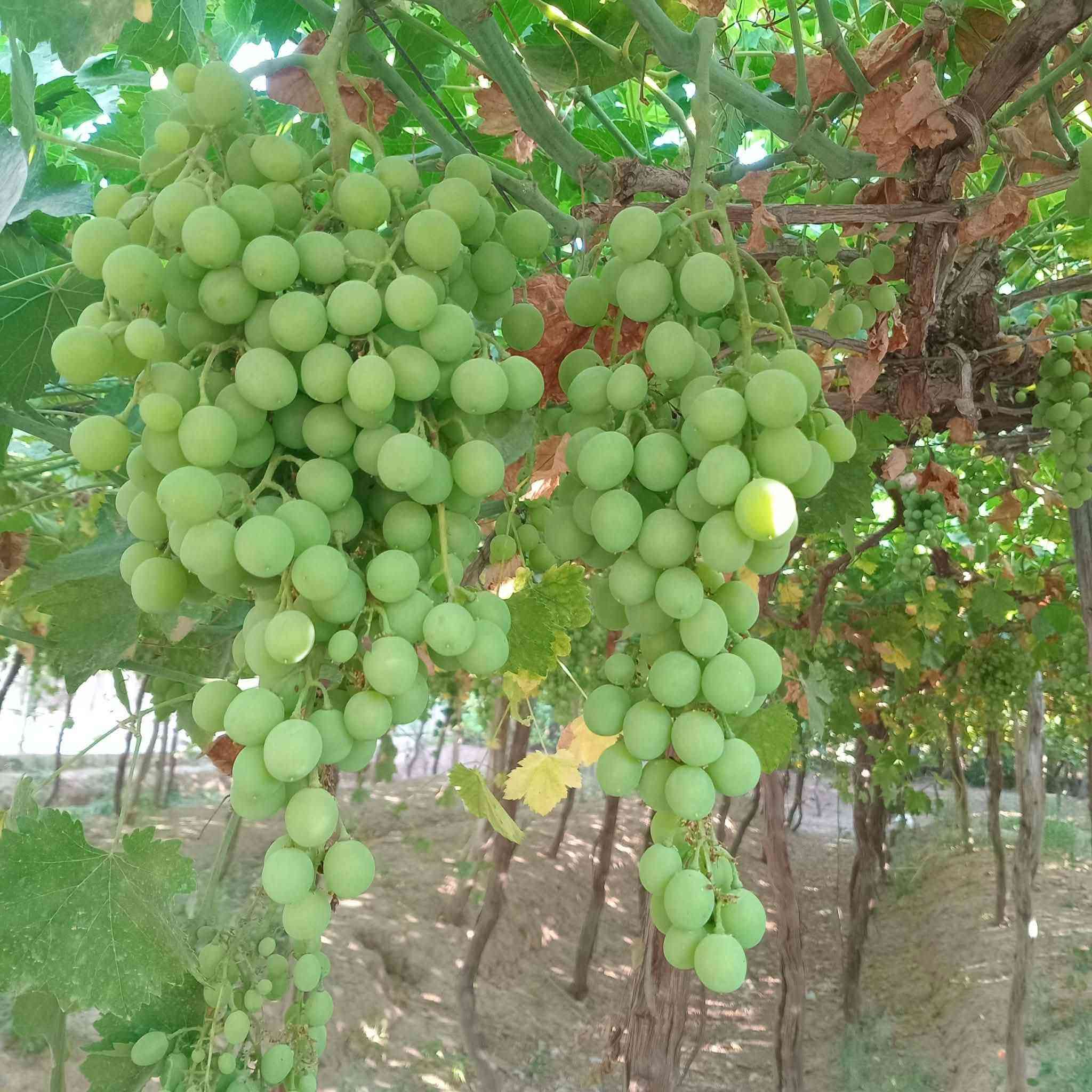 بەرسیلەی تەڕو تازە، هی باخی خۆمانە، نرحی گونجاوە، شاری کـــــەلار، گەیاندنمان هەیە..

***********

***********
وەتس ئەپی لەسەرە
