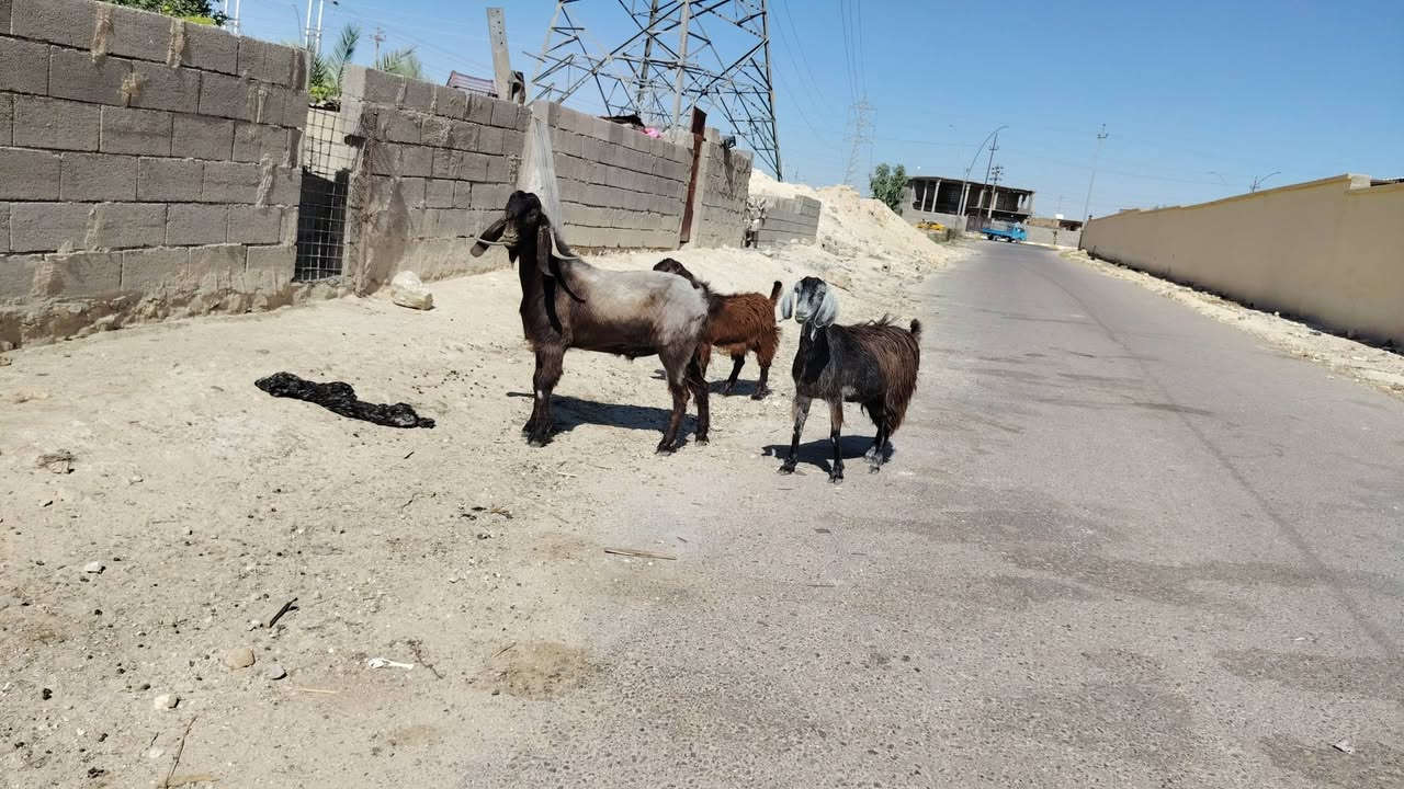 بسم الله تبارك الرحمن
فحل سوري دبسي شرط لفحوليه خشان وطول خير من الله مبدل 6 سنون مال جنيه شكايت توم كامل مواصفات الجنيه السعر مطلوب بي 535 وبي مجال للشراي مكان الانبار حديثه *********** وبي واتساب
 توصيل موجود جميع محافضات العراق
