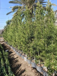 اللهم صل على محمد وآل محمد للباحثين عن الفخامة والتميز، نوفر لكم كميات...