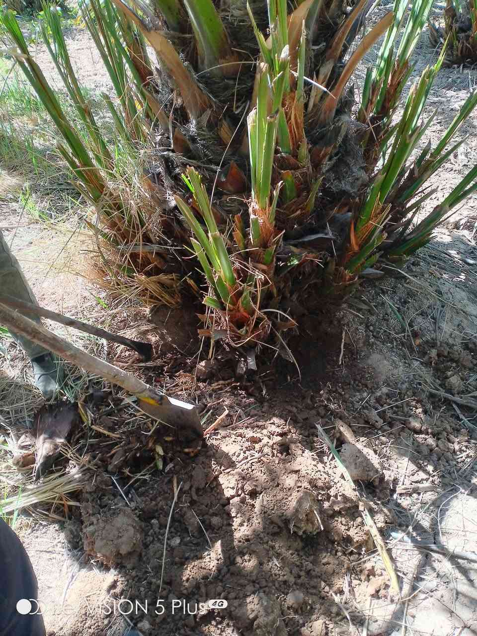 يوجد لدينا برحي بغداد الراشديه للاتصال على الارقام *********** او على الواتساب ***********
