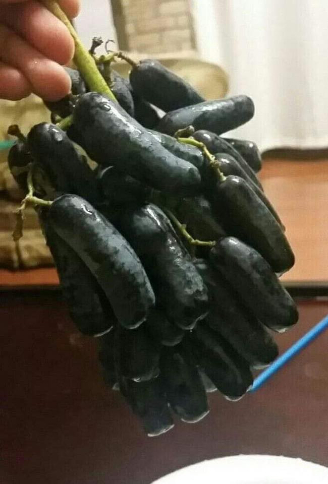 شتل عنب ياقوتي واصبع العاروس متوفر كميه قليله
المكان حاج علي
التواصل ***********
