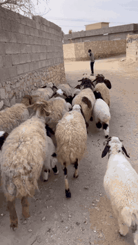 اخوان 11نعجه سن وشطر ونصاح عله كل عيب سعر زوج 700 أي استفسار عن هذا ال...