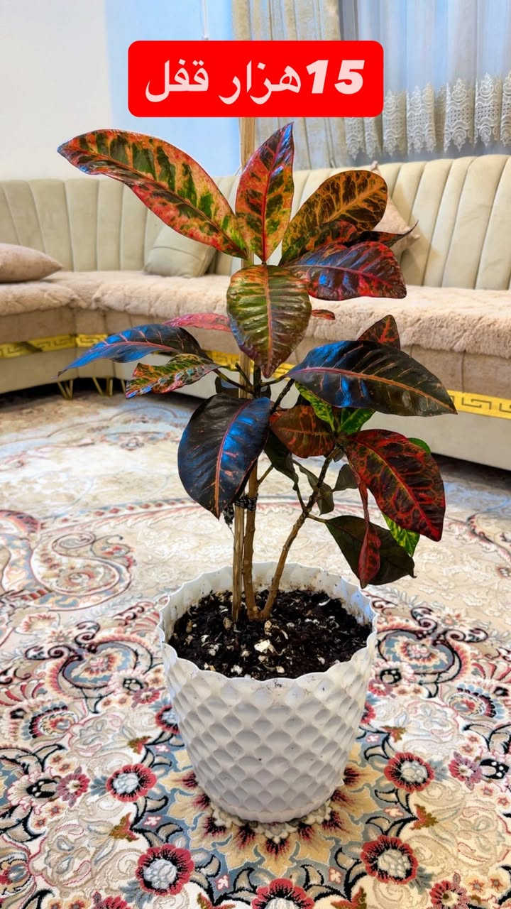 ئه ف كوله خرته بيعي نه كلك راقينه
0750 4263490
