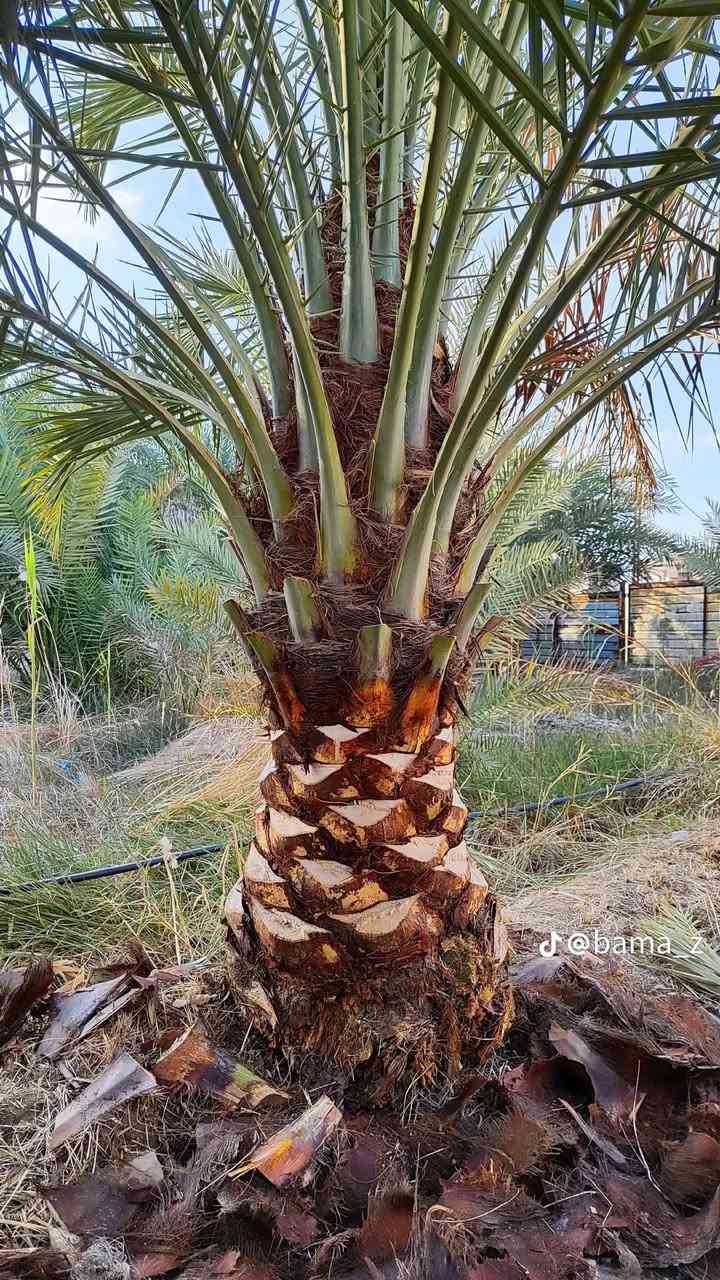 توفر عدنا تنشيط نخل بس ٥٠٠٠في بروانه والسكران الغرير


**إذا كنت صاحب هذا الإعلان وتريد حذفه لأي سبب، رجاءا أرسل رسالة إلى الدعم الفني**