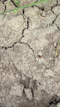 دعاسيق • حشرة المن • مكافحة بيولوجية