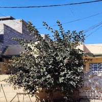 طابو ملك صرف • ٢٠٠م • خلف حي المعلمين