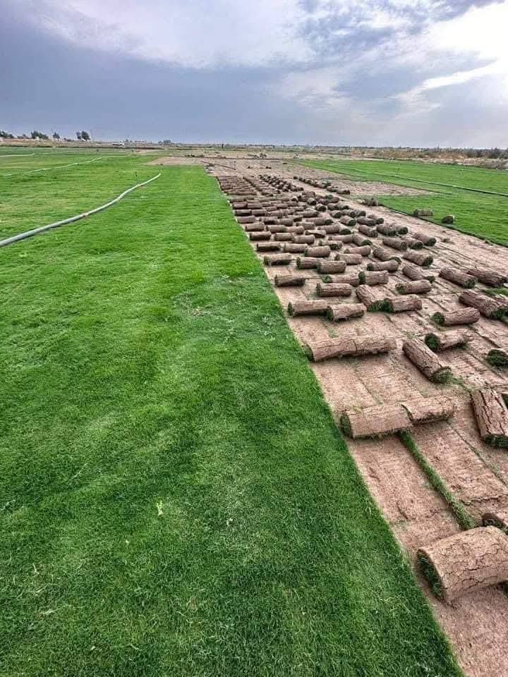 الثيل الهندي درجه الأولى
للحجز الاتصال او المراسلة على الواتساب على الارقام : 
*********** اتصال 
محافظات العراق توصيل
