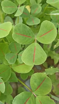 نبات زينة • ما يحتاج أزهار • جميل