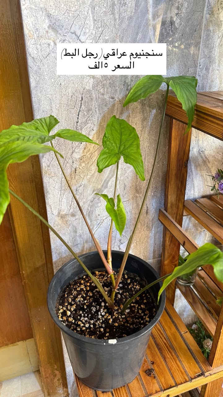 نباتات بيت للبيع 🌿🪴 الاسعار مكتوبة 

موجود توصيل داخل كركوك


**إذا كنت صاحب هذا الإعلان وتريد حذفه لأي سبب، رجاءا أرسل رسالة إلى الدعم الفني**