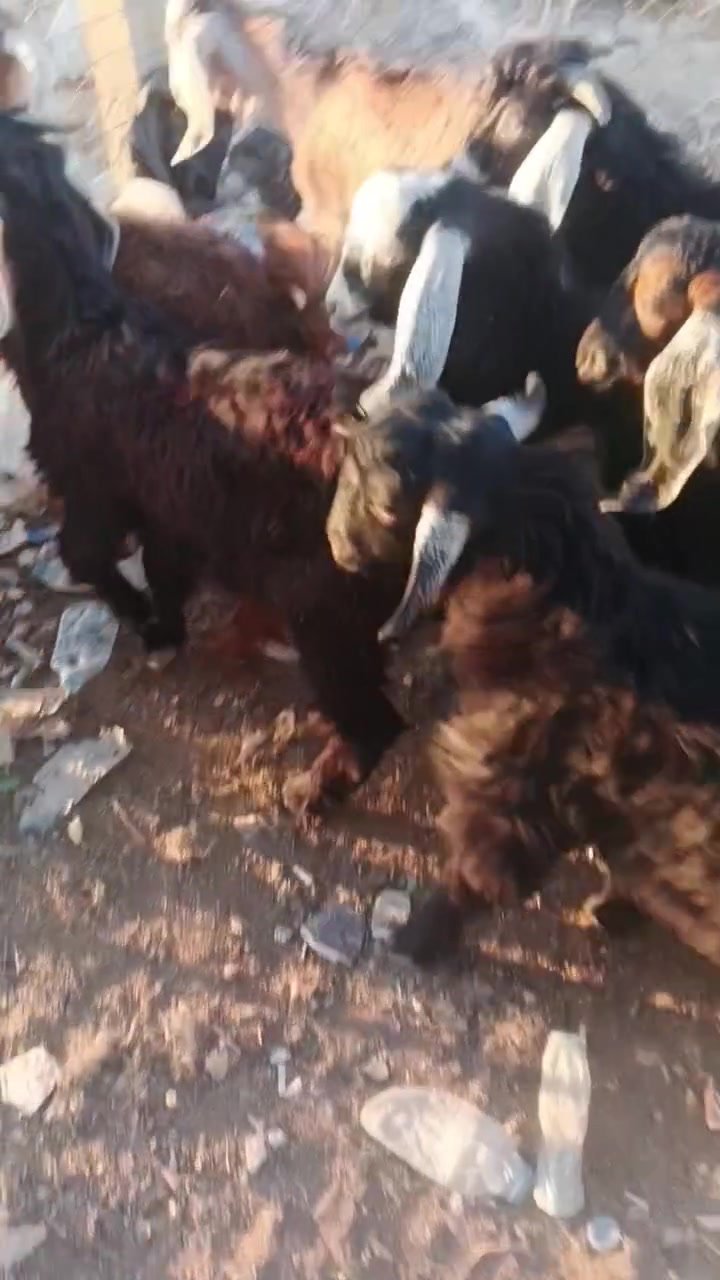 جديه مال ربط درجه اولى
‏‪***********‬‏

