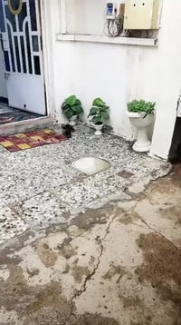 الامين الثانيه • 100م • 3غرف