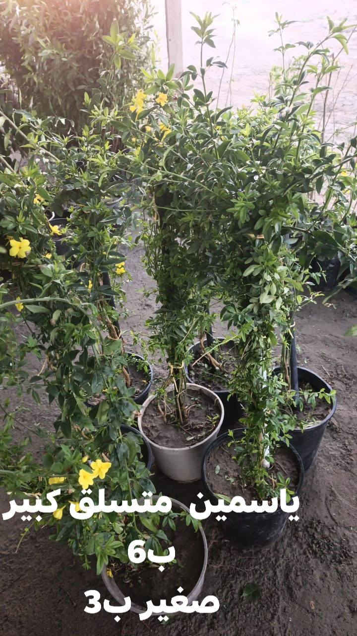 السلام عليكم 
توفر من جديد زرع ضلي وخارجي 
سنادين بلاستك وفرفوري ودوارق عصا موسى واكسسوارات زرع واسمده حيوانيه وبتموس وضليات  
توصيل متوفر 
حجز خاص


**إذا كنت صاحب هذا الإعلان وتريد حذفه لأي سبب، رجاءا أرسل رسالة إلى الدعم الفني**