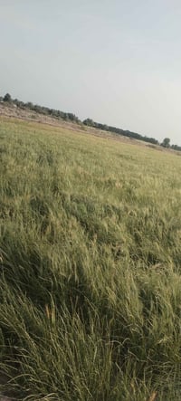 ٢ دونم • طابو زراعي • بيت عمران الزنبور