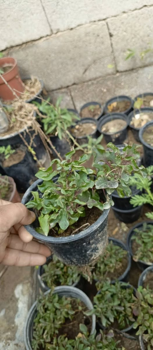 زرع للبيع بسعار مناسبه جدا زرع بيت
⚠️نتران سنادين زغار لعدد ١٦وياهن اقحوان وورد القديفه  
٥٠٠دينار سندانه 
⚠️ورد القديفه الحولي القطمر يضل ع طول سنه مزهر حجم سندانه كبير ومسمد وجاهز وبدايه تزهير سندانه كبيره الفين 
العدد ٣ب٥
⚠️ريحان عطري كويتي لعدد ٢ قطعه بالف 
⚠️ابو خنجر لاتيني دايه بيه اكثر من شتله بلف 
⚠️نتران حجم كبير امايات تعال وكاثر منهن قطعه بالفين خشنات 
⭕الماعده يجي ياخذ بلاش 
مكاني البصرة زبير


**إذا كنت صاحب هذا الإعلان وتريد حذفه لأي سبب، رجاءا أرسل رسالة إلى الدعم الفني**