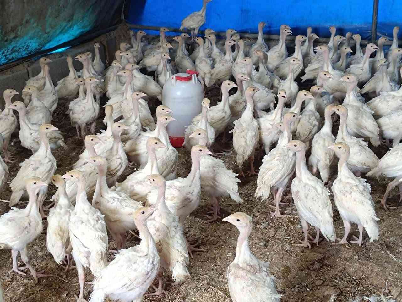 ماشاء لله قه لی سپی که نه دی ئه سلی
 خوار هه موو بازاڕ  جوتی 21 هه زار 
به شه رت نێره ی تا 30 کیلۆ بڕوات
وه زنیان 600 بۆ 700 غرامه
شوێن عەربەت ***********
***********
