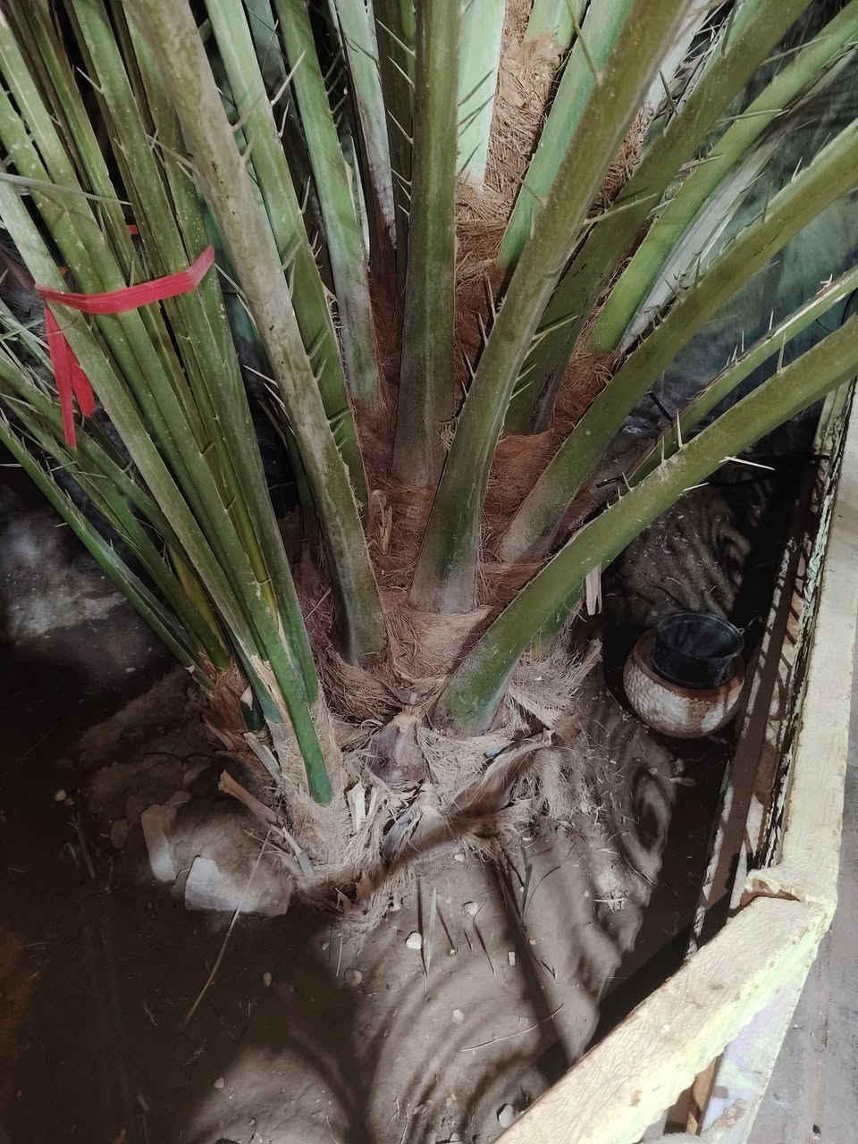 نخلة برحيه لبيع مكان البصره القرنه الشرش الحاج ناصر قرب جامع المصطفى


**إذا كنت صاحب هذا الإعلان وتريد حذفه لأي سبب، رجاءا أرسل رسالة إلى الدعم الفني**