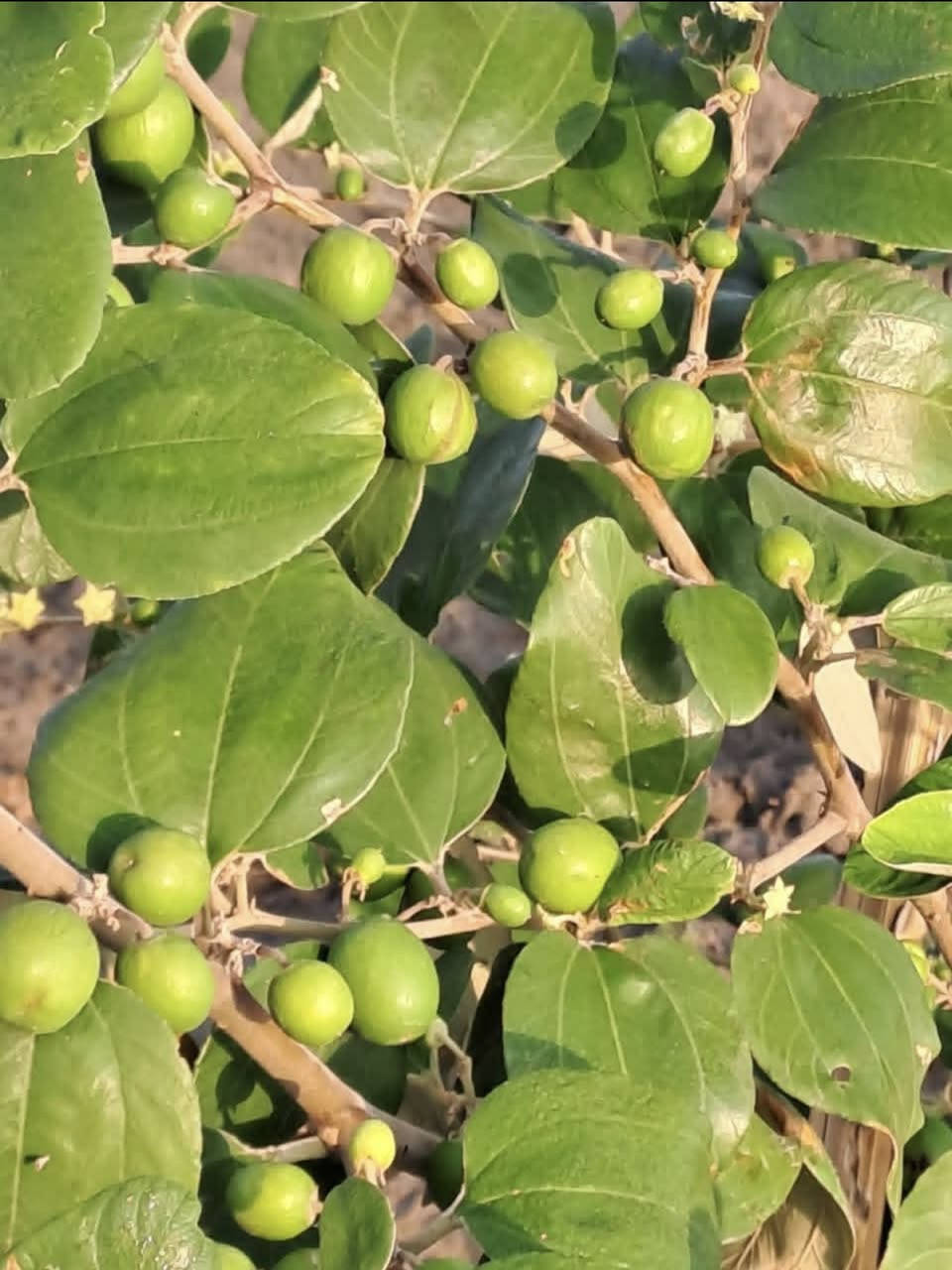 �🌿 للبيع شتلات السدر بجميع الأنواع المميزة 🌿🌿

نوفر لكم شتلات سدر قوية وممتازة للزراعة والتشجير، بعناية خاصة وجودة عالية 🌳✨

🌱 الأنواع المتوفرة:

🔹 السدر البصراوي
ثمار طيبة وطعم مميز، مناسب للزراعة المنزلية والمزارع.

🔹 السدر الباكستاني
سريع النمو، إنتاج وفير، وحجم ثمار كبير.

🔹 السدر الرئاسي
جودة عالية ومظهر قوي، من أفضل الأنواع للإنتاج الغزير.

🔹 السدر التايلندي
ثمار كبيرة وطعم حلو، مناسب للمشاريع الزراعية.

🔹 السدر العرموطي
مميز بالشكل والطعم، مطلوب بكثرة ومناسب للتس


**إذا كنت صاحب هذا الإعلان وتريد حذفه لأي سبب، رجاءا أرسل رسالة إلى الدعم الفني**