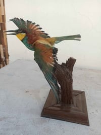 الوروار الأوروبي • محنط • الزبير