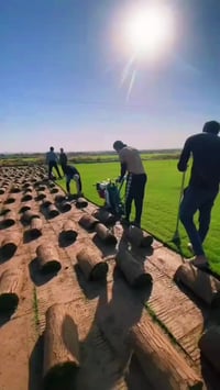 ثيل طبيعي • تجهيز حدائق • توصيل سريع