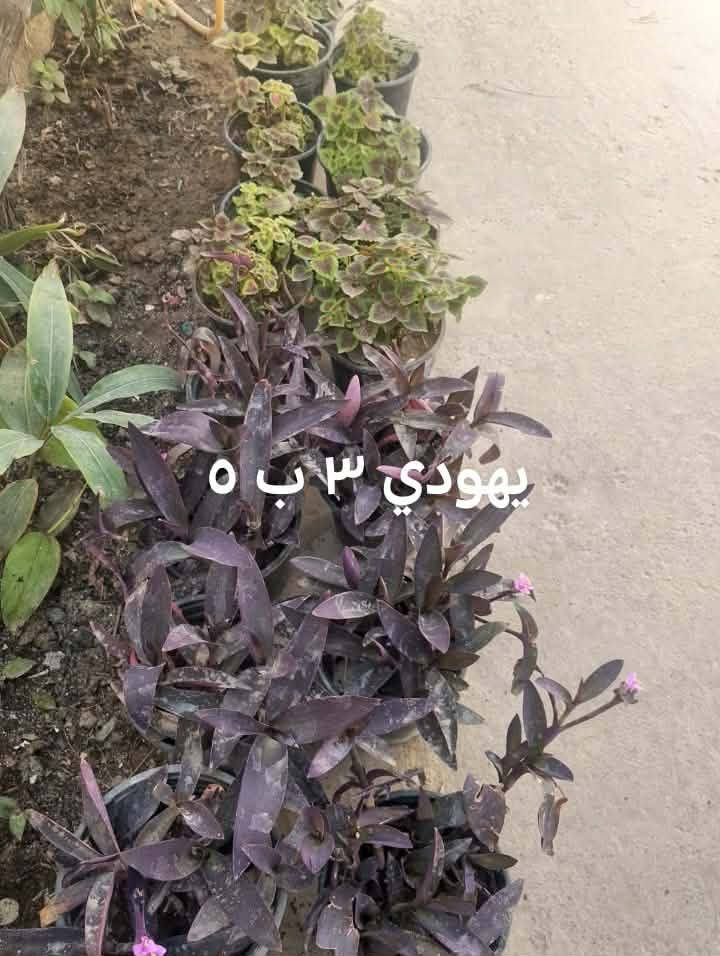 السلام عليكم زبائن الكرام اتوفر نبات دمعه الطفل أحجام وسط للبلكونات ولاسيجه الخارجيه للمنازل وبعض النباتات الخارجيه يوجد توصيل داخل بغداد بعض المناطق 🌿🍀🍀🍀🍀🚘🚘🚘🚘🚘🚘


**إذا كنت صاحب هذا الإعلان وتريد حذفه لأي سبب، رجاءا أرسل رسالة إلى الدعم الفني**