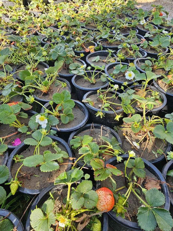 السلام عليكم وصول وجبة جديده من الاشجار المثمره واشجار الزينة والورد بأنواعه والثيل   مشتل الزهرة البيضاء مجاور مطعم حكايه وماركة الغانم 
***********
