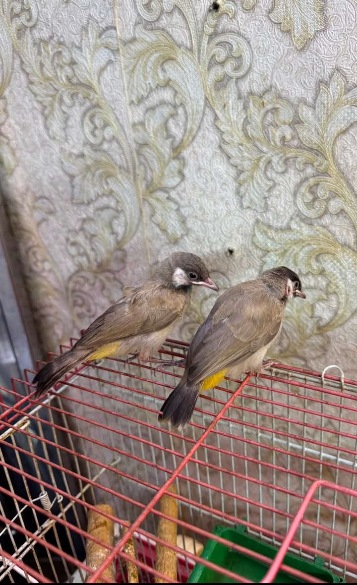 السلام عليكم بلابل زوج مخاليف اليفات طينه سكن بغداد الشعب
يوجد توصيل بكروه للمناطق القريبه 

الاتصال ***********

