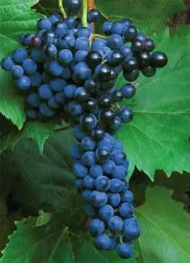 السلام عليكم متابعينا 🤍.
توفرت مجموعه جديده من شتلات العنب الزبيبي الاسود (الكشمشي)🍇🍇.
ارتفاع ٧٠ سم- متر تقريباً 
السعر ١٥ الف 🔥

🍇 العنب الأسود الزبيبي (Black Raisin Grape)
يُعد هذا النوع من العنب من الأصناف المميزة والمحبوبة بسبب لونه الأسود الداكن وحباته الممتلئة التي تتجمع بعناقيد جميلة وكبيرة. يتميز بطعم حلو غني بالسكر الطبيعي مما يجعله من أفضل أنواع العنب للأكل الطازج وكذلك لصناعة الزبيب.
🌿 مواصفات هذا النوع:
حباته دائرية متوسطة الحجم ولونها أسود مائل للبنفسجي.
طعمه حلو ومركز لذلك يحبه الكبار والأطفال.
يعطي عناقيد كبيرة وكثيفة مثل الظاهرة في الصورة.
يصلح للأكل الطازج أو تجفيفه ليصبح زبيب أسود طبيعي.
🍇 فوائده الغذائية: العنب الأسود غني بـ مضادات الأكسدة التي تساعد في حماية الجسم، كما يحتوي على فيتامين C وK ومعادن مفيدة. ويعتبر مصدر طاقة طبيعي لأنه يحتوي على سكريات طبيعية مفيدة للجسم.
🌱 معلومات عن زراعته:
يفضل المناخ المشمس لينضج بشكل جيد.
يحتاج إلى تربة جيدة التصريف وري معتدل.
يبدأ إنتاجه عادة في فصل الصيف بعد العناية والتقليم.
كلما تعرضت العناقيد للشمس أكثر تزداد حلاوة العنب ويغمق لونه.
✨ معلومة جميلة:
العنب الأسود الزبيبي من الأنواع التي تُستخدم كثيراً في صناعة الزبيب بسبب حلاوته العالية وقشرته المناسبة للتجفيف.
🍇 هذا النوع يجمع بين الشكل الجميل والطعم اللذيذ والفائدة الصحية لذلك يعتبر من الأنواع المطلوبة كثيراً في الأسواق وبين محبي العنب. 
📍 العنوان: بابل/ محاويل.
📍 متوفر توصيل لجميع محافظات العراق 🚗🚗 
📍 للحجز والاستفسار يرجى مراسله الصفحه او مراسلتنا على واتساب من خلال الرقم:
***********
