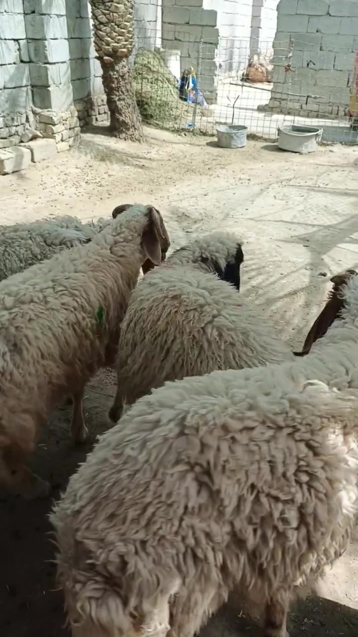 يا الله اللهم صلِّ على محمد وآل محمد 🌺طليان ذكوره سمان خير من الله يرهمن كصابه سعر الواحد ٣٥٠ وبيهن مجال حك جيه ان شاءالله مكان ناصريه مركز تصل واتساب ***********
