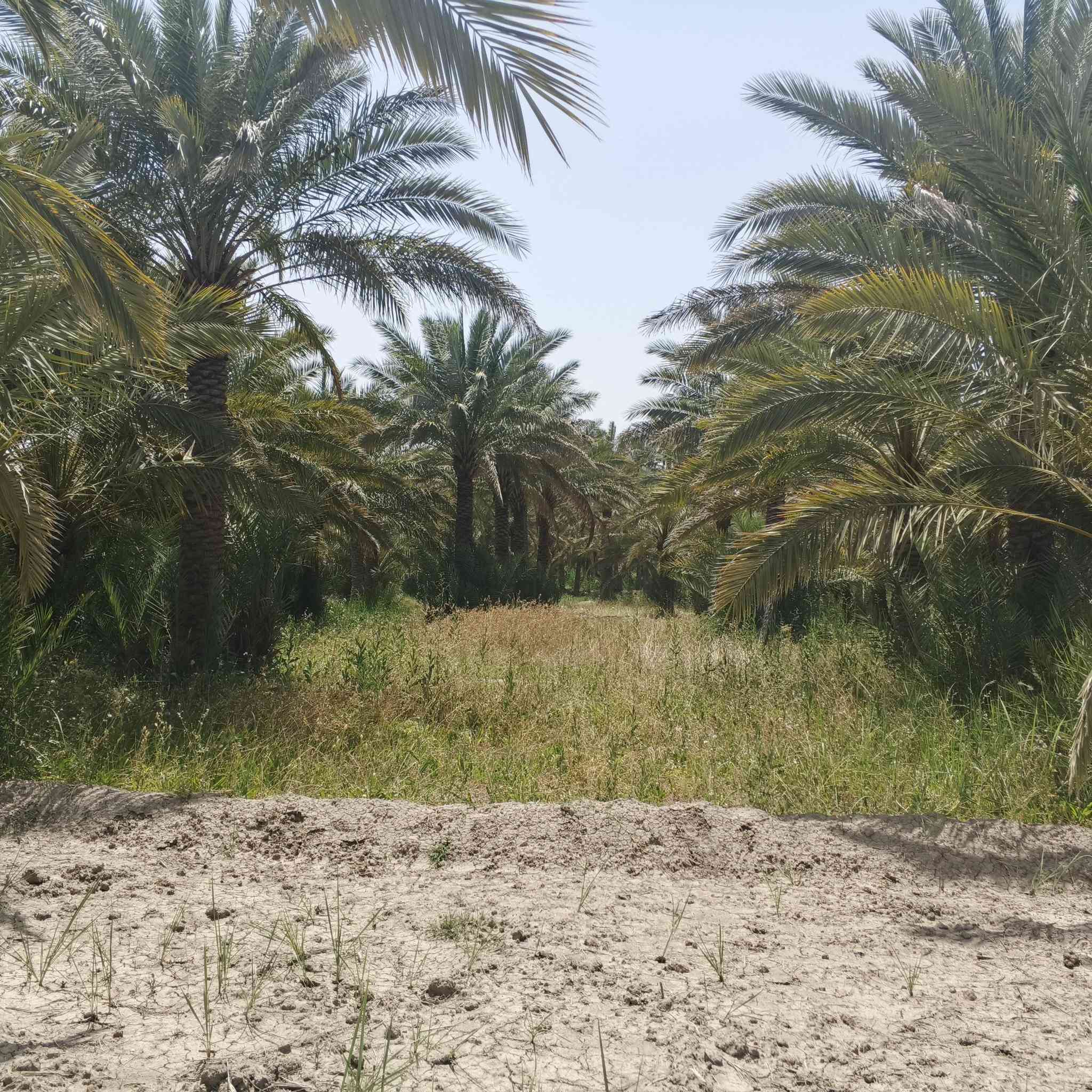 السلام عليكم بستان للبيع 6دوانم نزل 200والوجه مال البستان100بي مكينه ام8بستان للزرعا وليس للسكن بي330نخله زغار وكبار كلهن محملات يبعد عن الشارع العام الف متر السعرخاص مكان البستان ناصريه مركز اقرب نغطه داله مدرسه التعاون رقم صاحب البستان ***********
