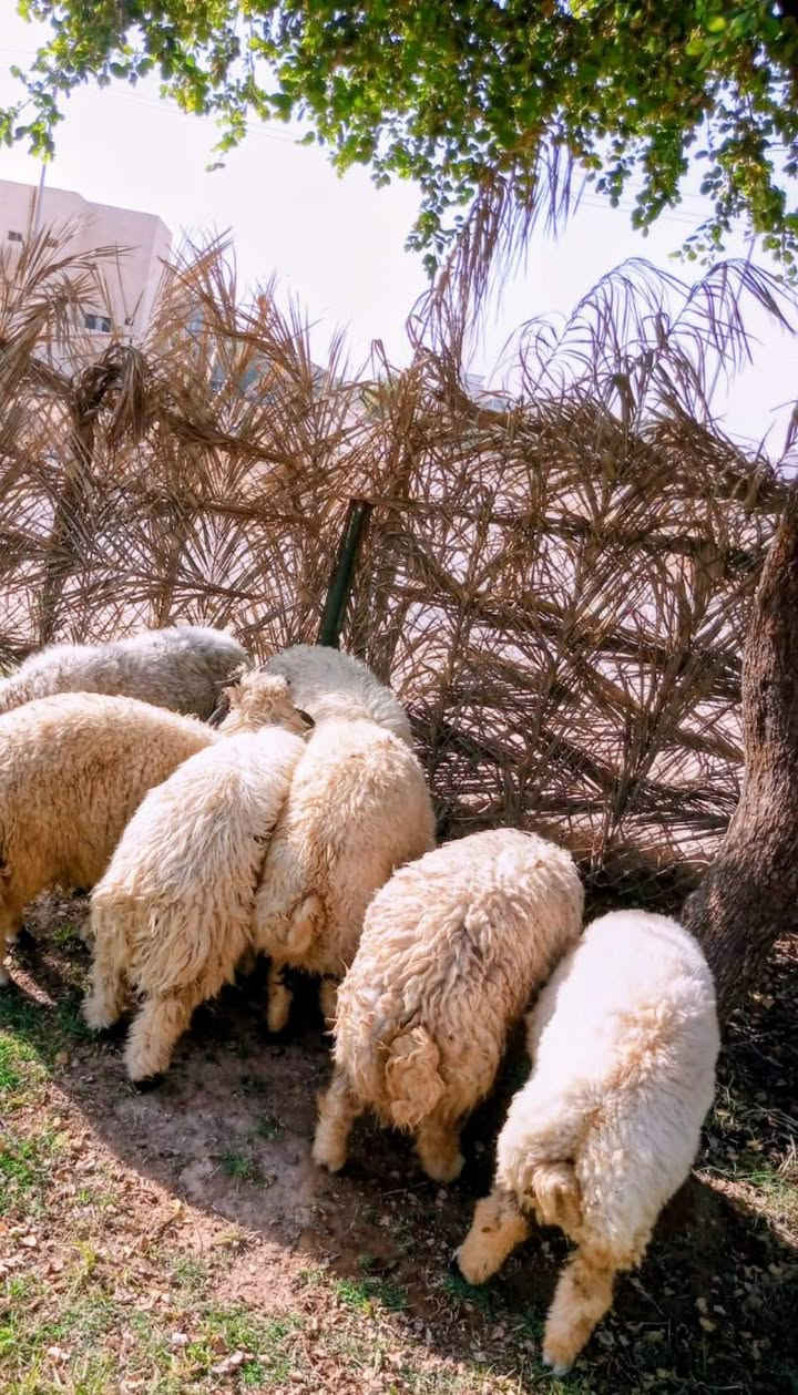 سلام عليكم اخوان طليان للبيع عدد6 شرط النصاحه معلوفات على شعير
مكاني تكريت 
 
. ***********   ***********
