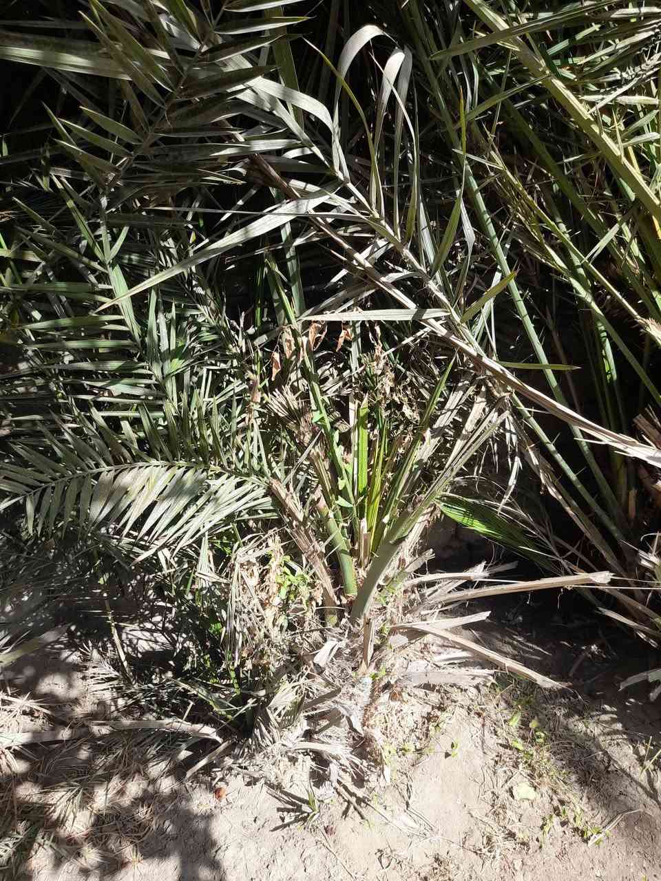 فسيل نخل انوع نوع اشويثي خضراوي سعر الفسيل ب 5 تشليع ع مشتري تصل واتساب ***********
