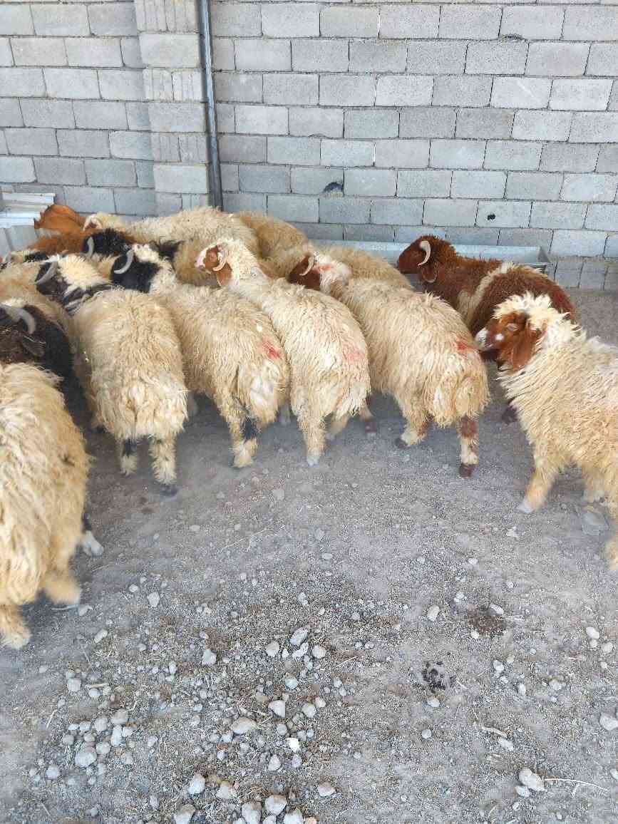 السلام عليكم يوجد طليان للبيع جملة مفرد شراي يتصل *********** المكان بغداد التاجي
