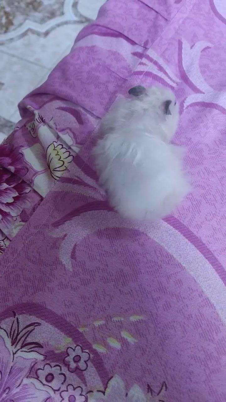 السلام عليكم هامستر للبيع مكان تكريت


**إذا كنت صاحب هذا الإعلان وتريد حذفه لأي سبب، رجاءا أرسل رسالة إلى الدعم الفني**