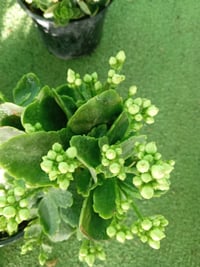 نباتات صناعية • أوراق كبيرة • توصيل الحمزة