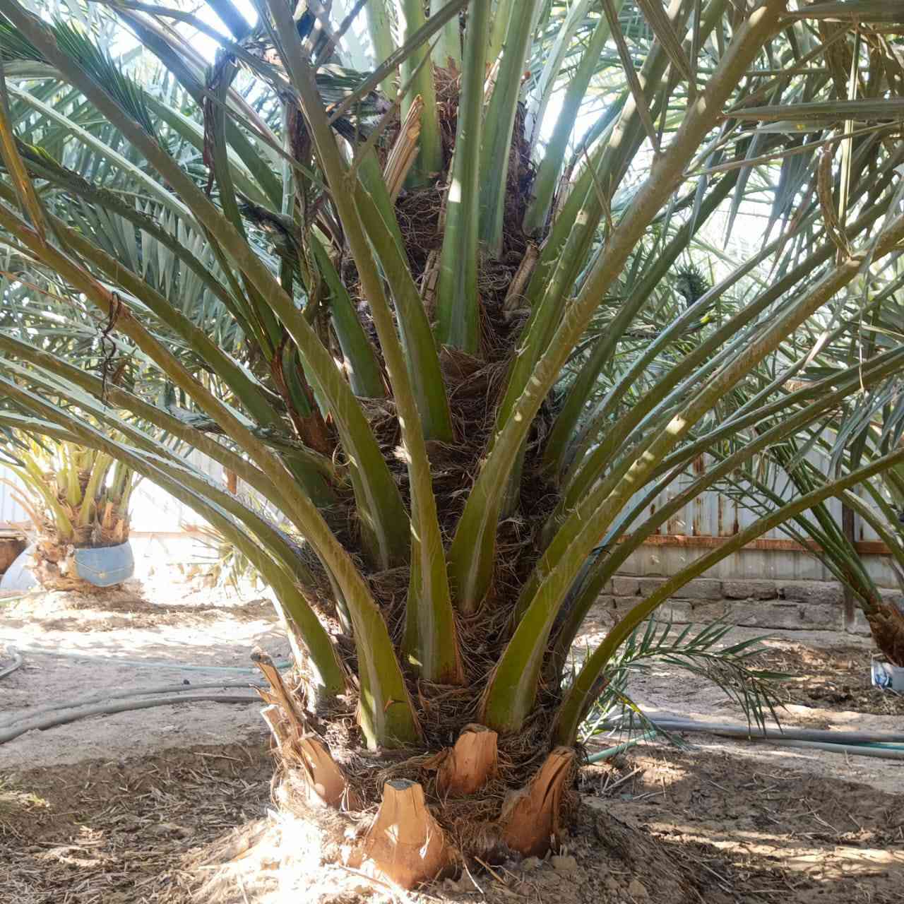 السلام عليكم ورحمه الله وبركاته
اللهم صل على محمد وال محمد مكلف بالنشر يوجد فسائل (( نشو  )) نخيل البرحي حمل خير من الله حمل سنوي السعر مناسب جدا  اتصال فقط الخاص مغلق ‏‪***********‬‏ اتصل وتدلل المكان قضاء الصادق بني منصور
