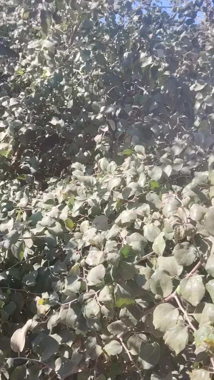 البيع سدر نوعيات كلش حلوات البيع سعر وحده 25 الف المكان البصره قضاء المدينه منطقت الخاص ***********
