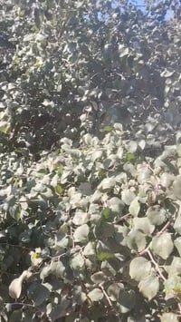 سدر • نوعيات حلوة • البصره قضاء المدينه