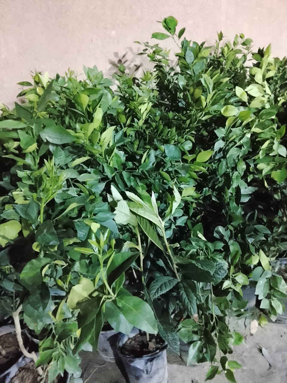 سلام عليكم يتوفر برتقال ابو صره سعر 4000 لالنگي 3500 حامض 4000 نومي بصره إرتفاع 3 متر واكثر حمال بي حمل سعر 15 رارنج اسباني 3 متر وفوگ سعر 10 نبگ تفاحي شايل إرتفاع مترين سعر 15 ددونيا إرتفاع متر سعر 1000 قلنطوز خشن  سعر 2000 انگدنيا سندان 5000 لالنگي صيني خشن إرتفاع مترين واگثر حمال سعر 15 رارنج خشن سعر 2000 سندي 4000 گريم فوت 4000 ان شاء الله غدا متواجد فلكه الفرسان ***********
