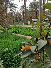 🏡 بستان مع بيت للبيع بسعر مناسب جداً – بيع مستعجل  📍 على طريق بغداد (ط...