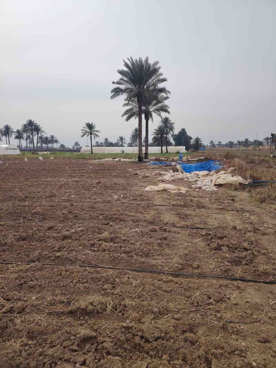 قطعه أرض مساحه 5 دونم 2 دونم طابو صرف و3 عقد زراعي مع 3 بيوت جاهزه لسكن قريبه على الشارع ماء اساله و كهرباء مساحه البيوت 170 و250 و 150 الاستفسار اتصل على الرقم ***********
