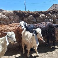 بدون تفاصيل • اعلان فارغ