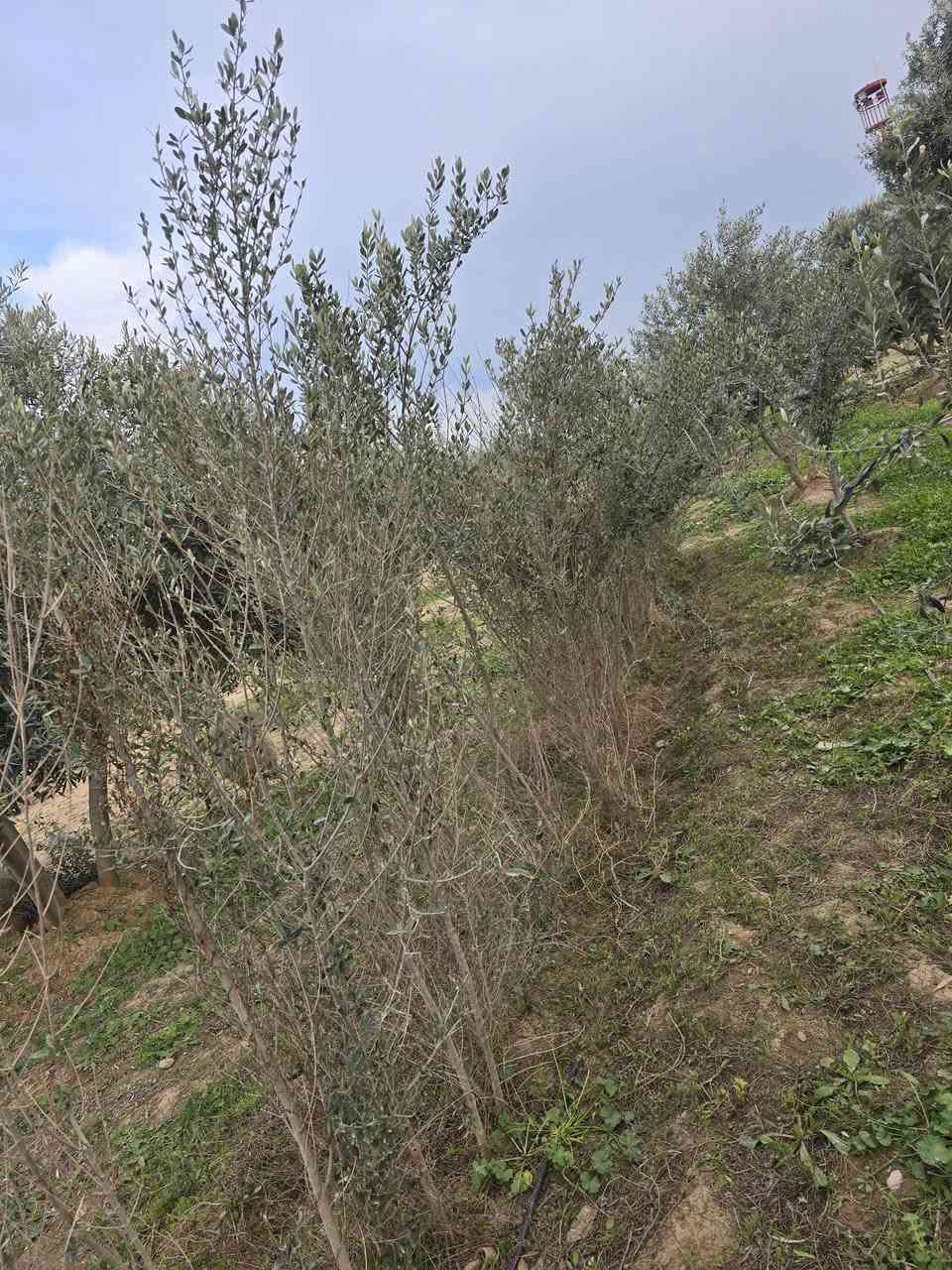 سلام عليكم
شتل زيتون نوع  خستاوي 
عمره 5سنوات 
سعر ستل ٣ الف 
عنوان  موصل  ناحيه بعشيقه
***********
