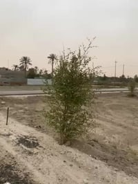 الجزيره باب الهوا • ١٢٣م • مراوسة بسيارة